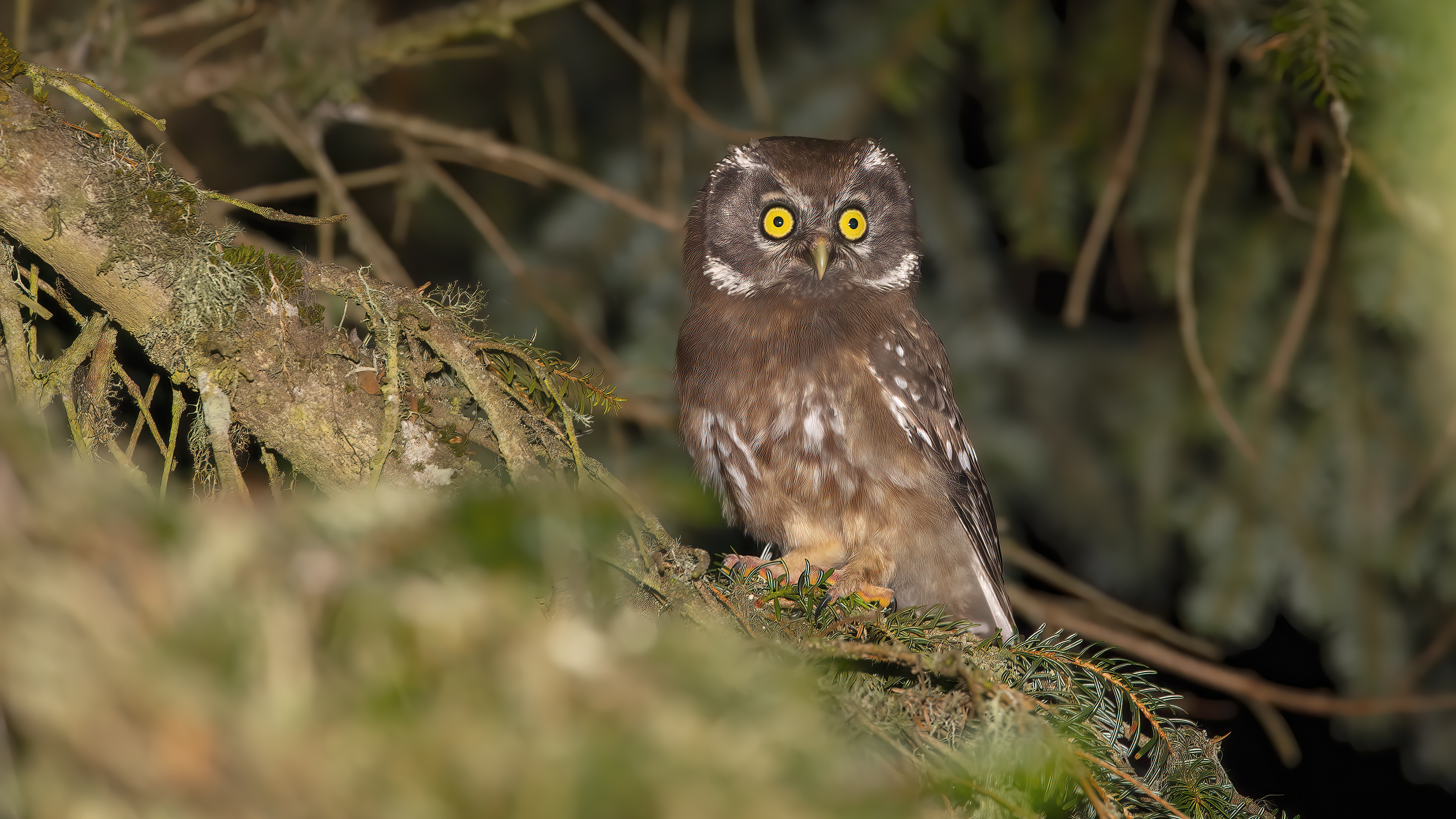 Boreal Owl — Ana fotoğraf